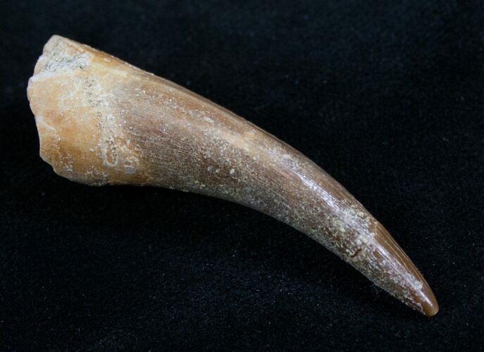 Plesiosaur Tooth - Morocco #7752